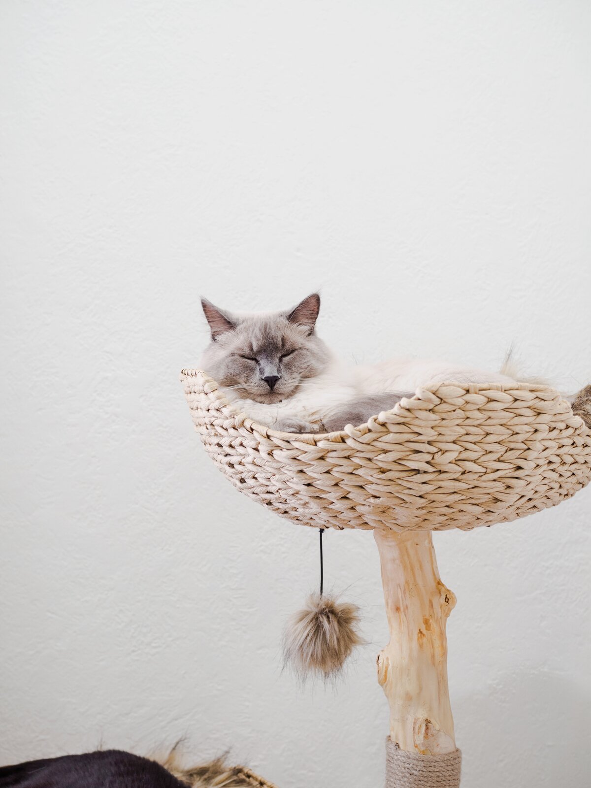 【Pet】46 Seeman Double Branch Cento Cat Tree