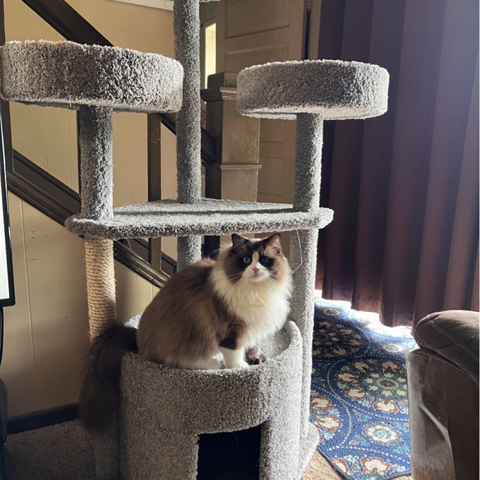 【Pet】65 Maine Coon House Cat Condo