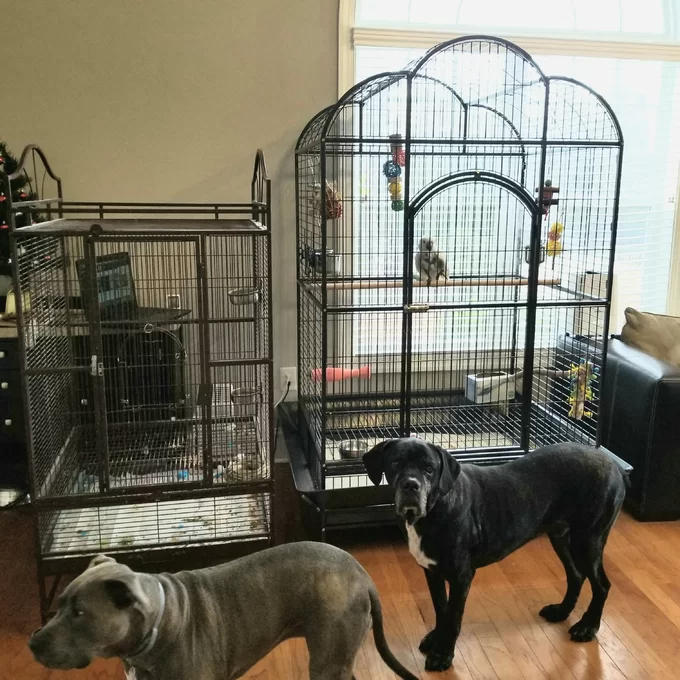 Backes 78.25'' Steel Victorian Top Floor Bird Cage with Wheels