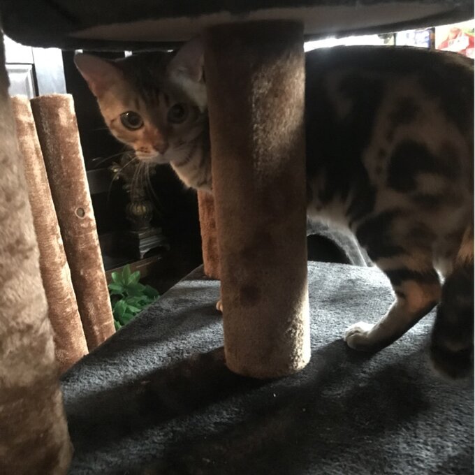 【Pet】70 High Cat Tree